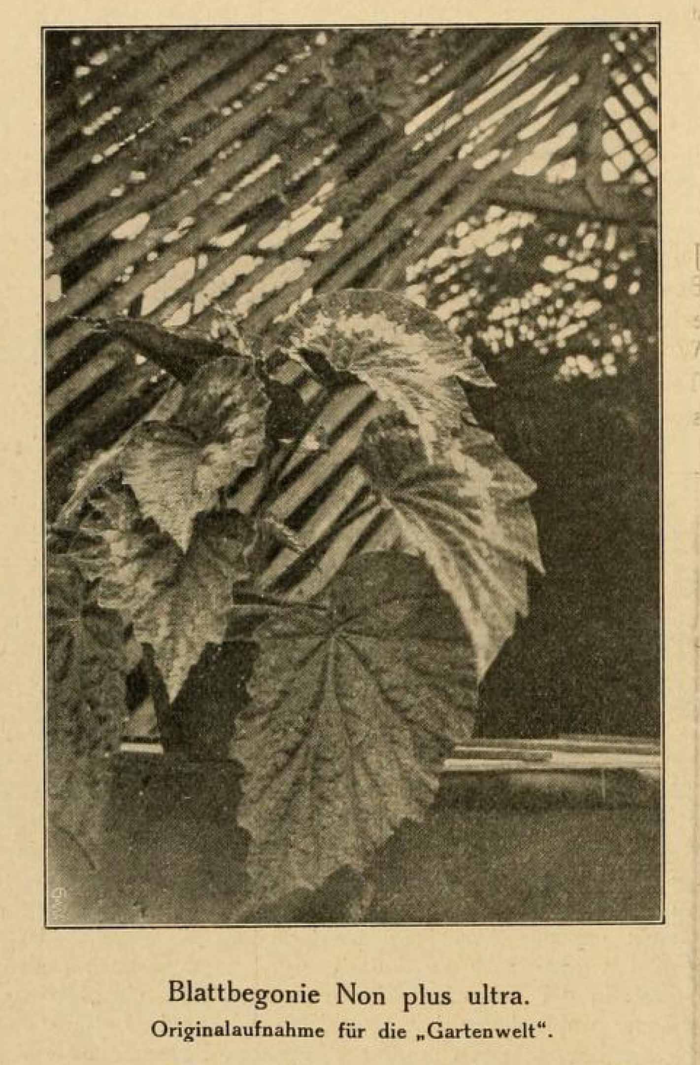 B. ‘Non Plus Ultra’